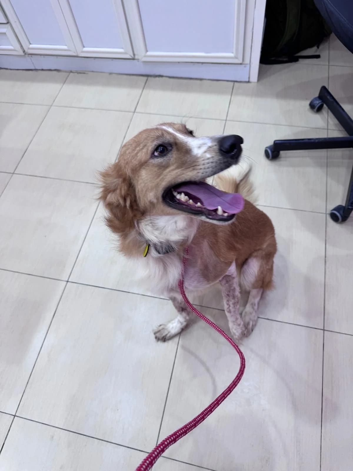 Pogo, male puppy Mixed Breed for adoption at Paws Rescue UK