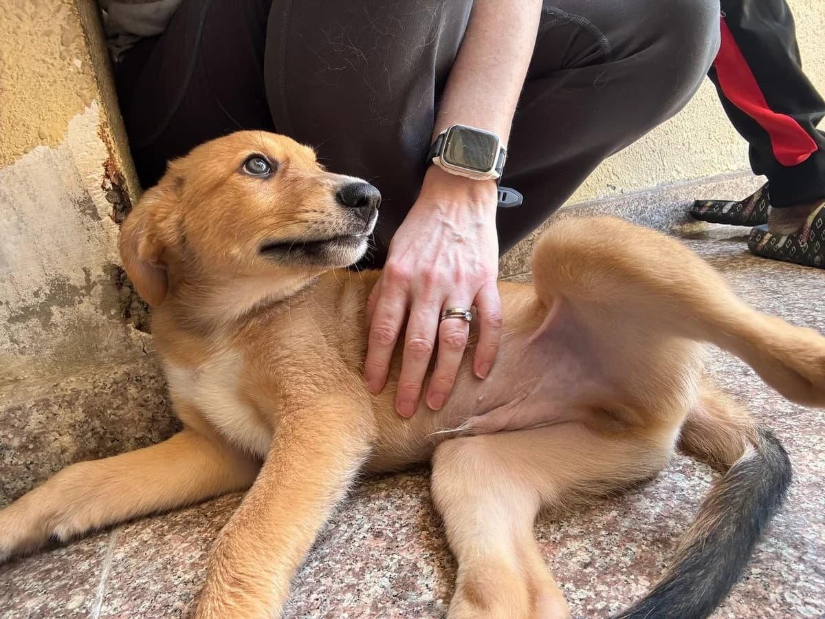 Sanchez, male Mixed Breed for adoption at Paws Rescue UK