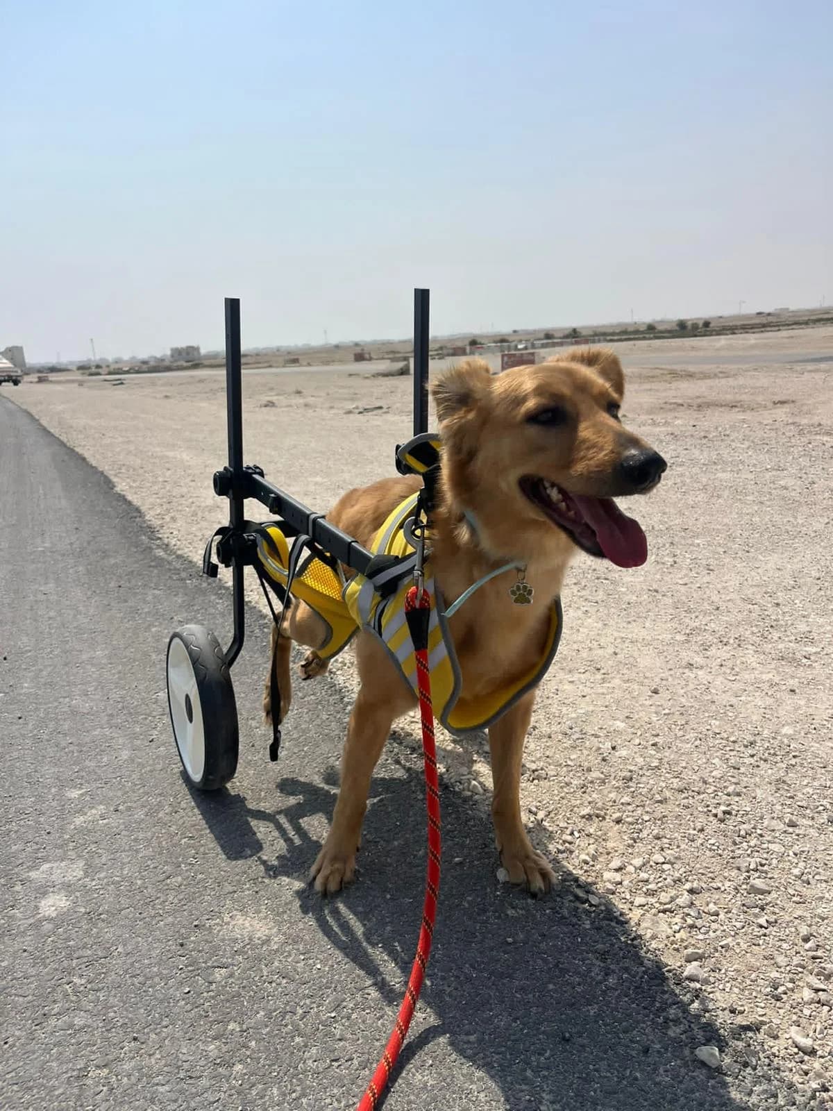 Sandy, female Mixed Breed for adoption at Paws Rescue UK