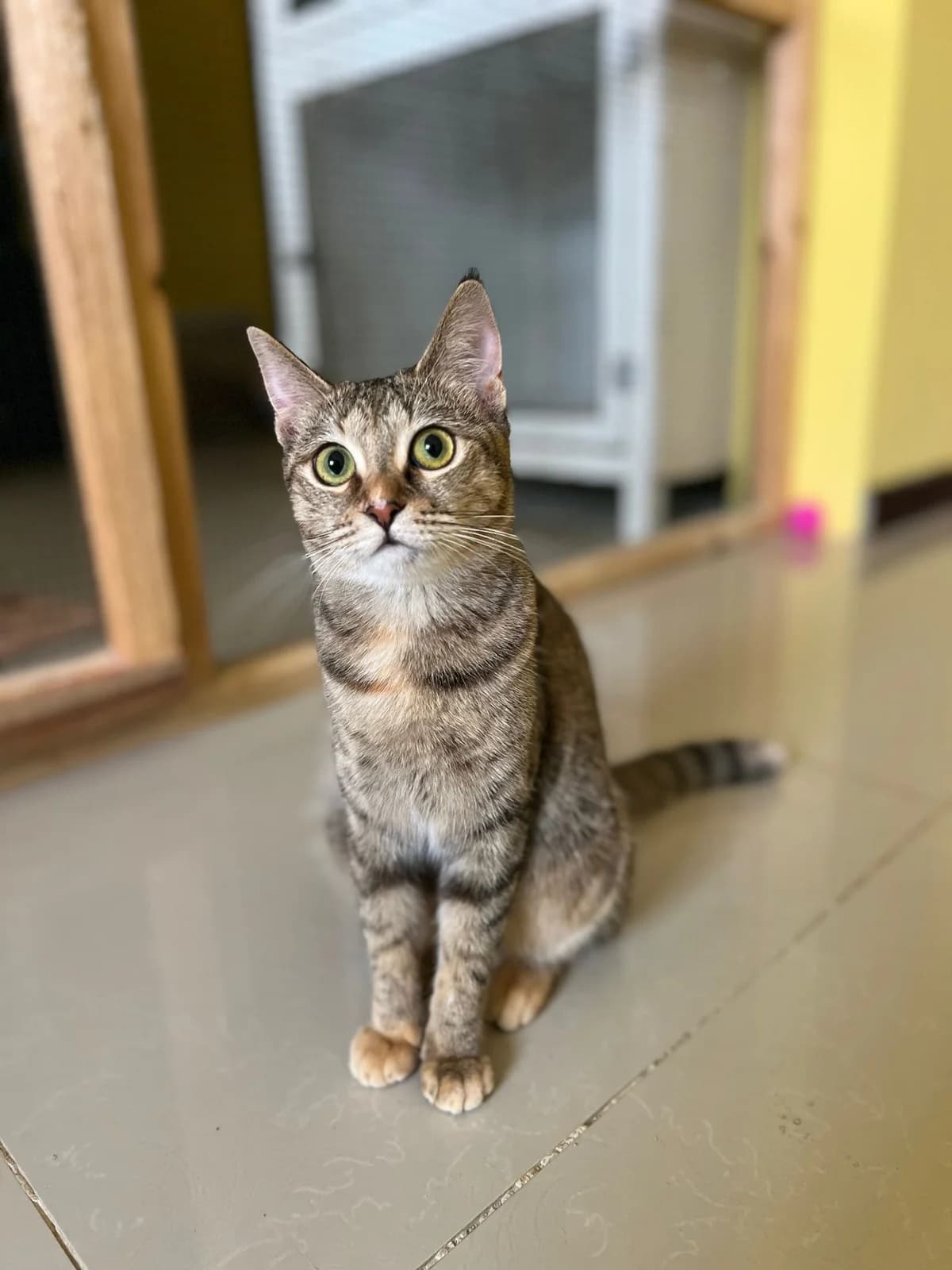 Tessa, female Mixed Breed for adoption at Paws Rescue UK