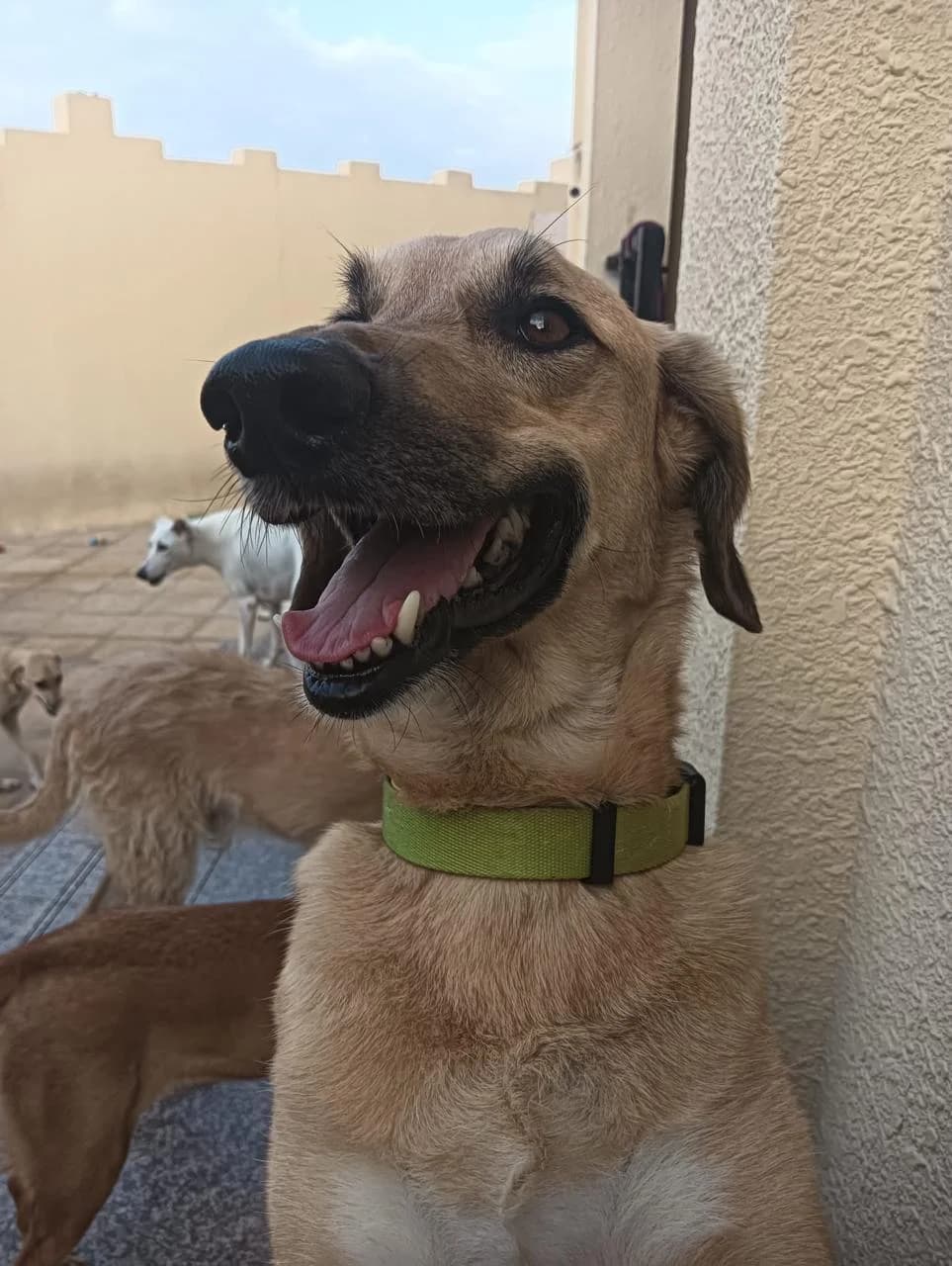 Tracker, male Mixed Breed for adoption at Paws Rescue UK
