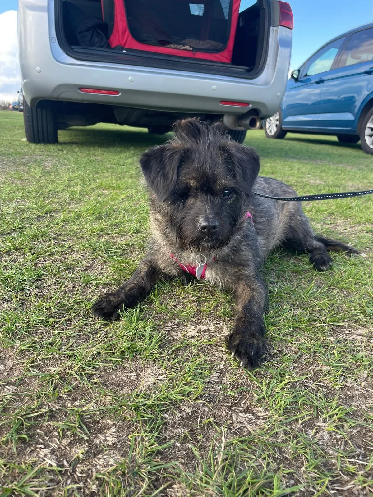 Sally, female Mixed Breed for adoption at People