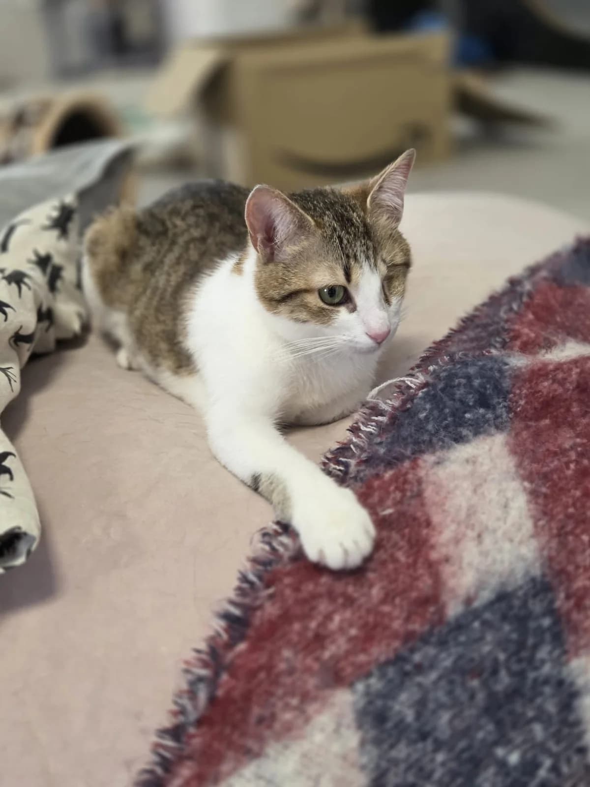 Topsy, female young Mixed Breed for adoption at People