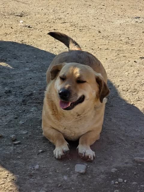 Ben, male 5yo Mixed Breed for adoption at Paws2Rescue