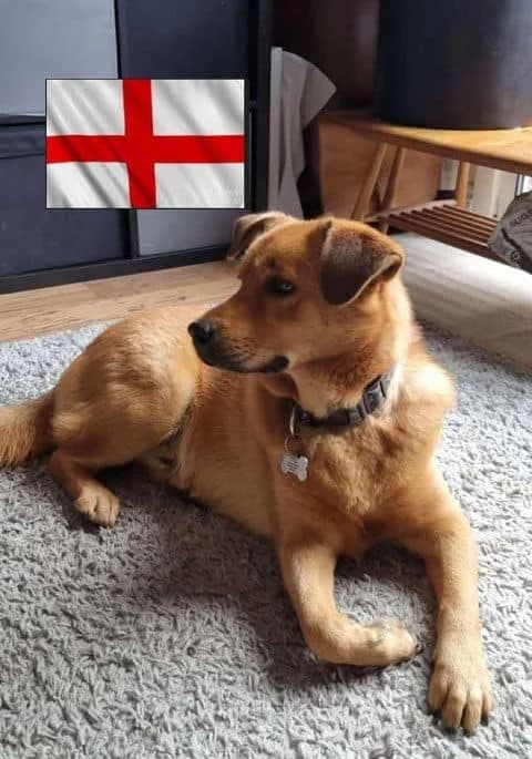 Mason, male 5yo Mixed Breed for adoption at Paws2Rescue