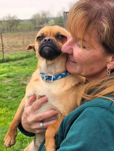 Mimi, female young Mixed Breed for adoption at Paws2Rescue