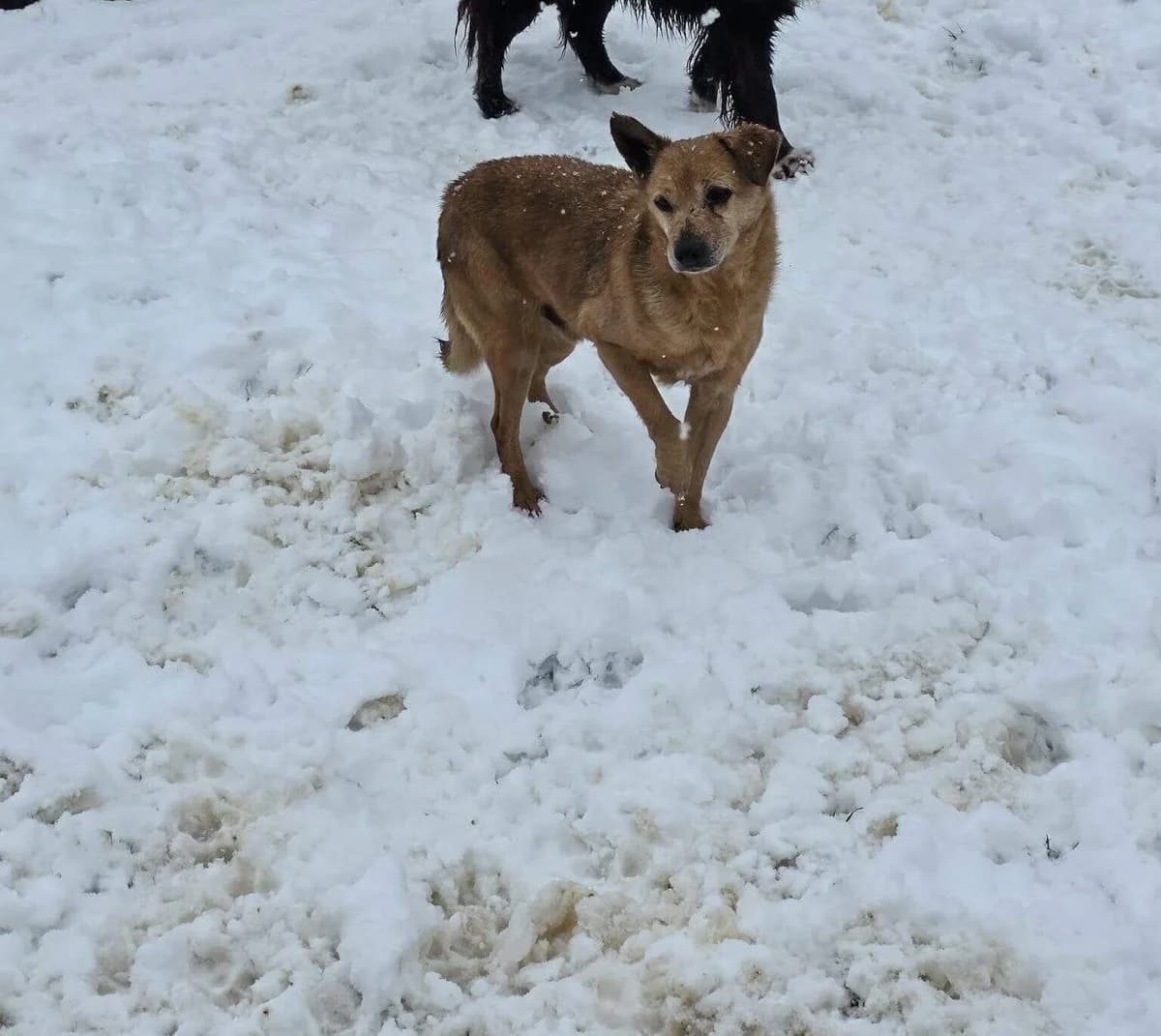Mosu, male puppy Mixed Breed for adoption at Paws2Rescue