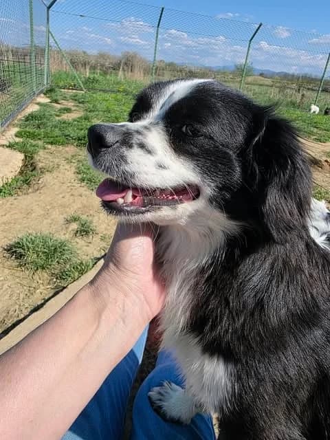 Nelly, female young Mixed Breed for adoption at Paws2Rescue