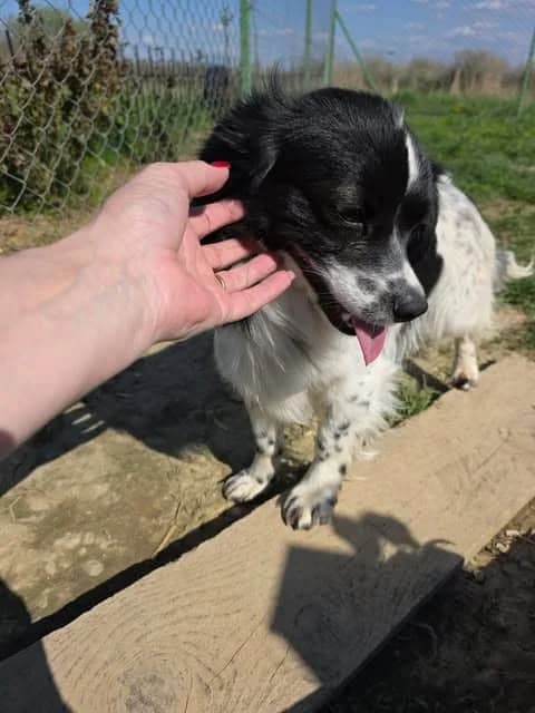 Nobby, male young Mixed Breed for adoption at Paws2Rescue