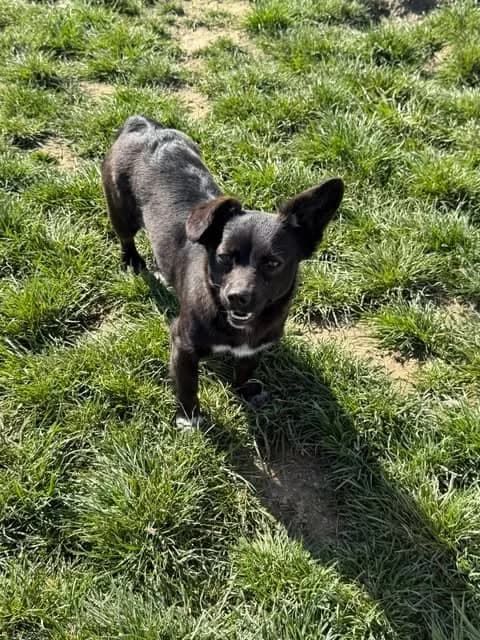 Sasha, female young Mixed Breed for adoption at Paws2Rescue