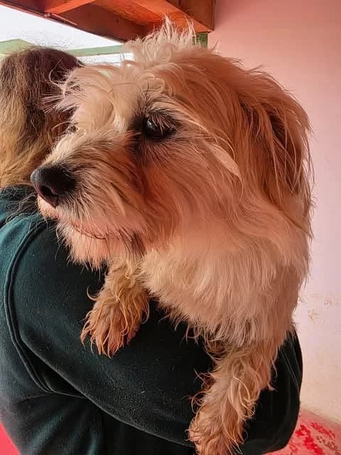 Ollie, male Mixed Breed for adoption at Paws2Rescue