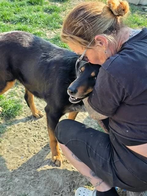 Aro, male 5yo Mixed Breed for adoption at Paws2Rescue