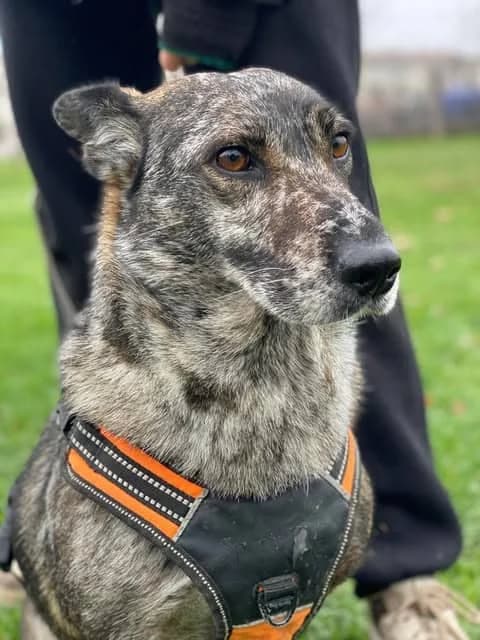 Pyatnashka, female 5yo Mixed Breed for adoption at Paws2Rescue
