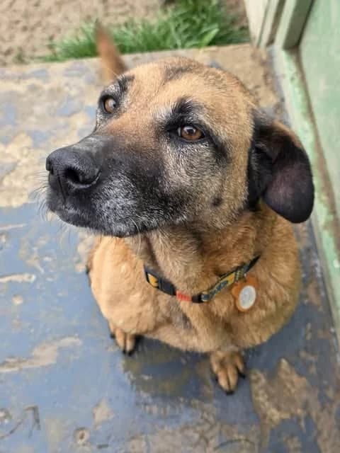 Matilda, female senior Mixed Breed for adoption at Paws2Rescue