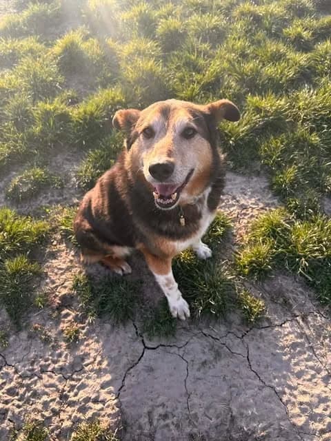 Lasunka, female senior Mixed Breed for adoption at Paws2Rescue