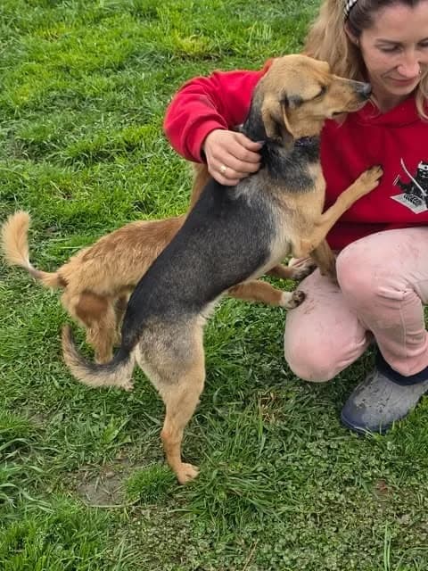 Yasya, female young Mixed Breed for adoption at Paws2Rescue