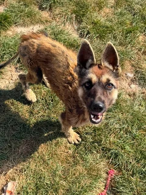 Dani, female young Mixed Breed for adoption at Paws2Rescue