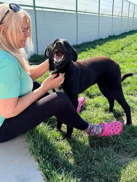 Nira, female puppy Mixed Breed for adoption at Paws2Rescue