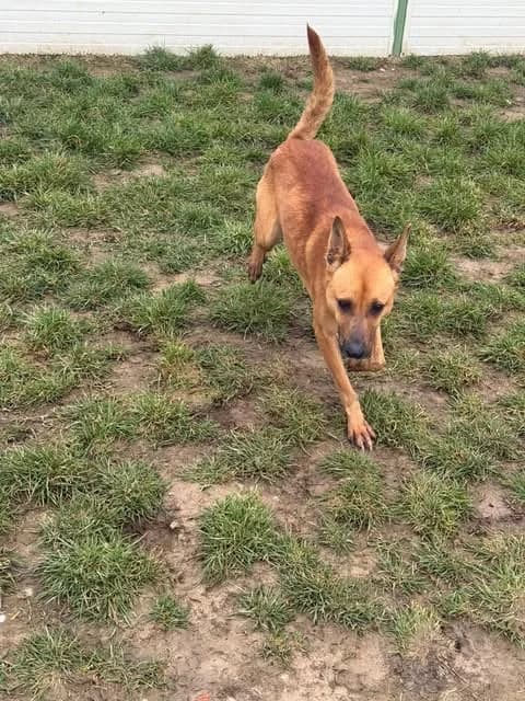 Robbie, male young Mixed Breed for adoption at Paws2Rescue
