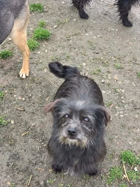 Zelda, female 5yo Mixed Breed for adoption at Paws2Rescue