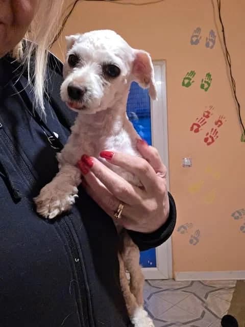 OliveAvailable Soon, female puppy Mixed Breed for adoption at Paws2Rescue