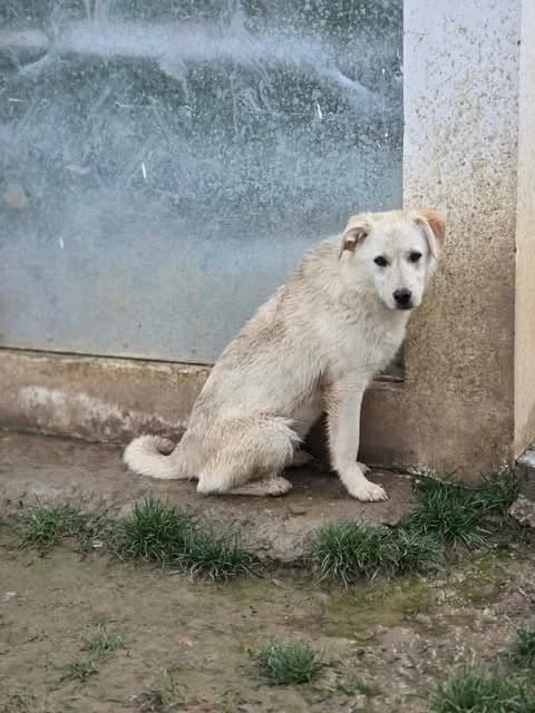 Florie, female puppy Mixed Breed for adoption at Paws2Rescue