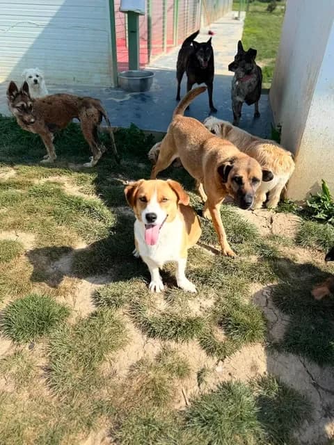 Stanley, male 3yo Mixed Breed for adoption at Paws2Rescue