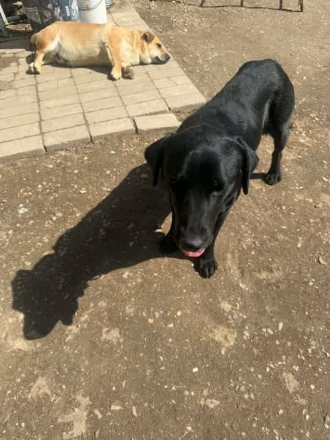 Luna, female senior Mixed Breed for adoption at Paws2Rescue