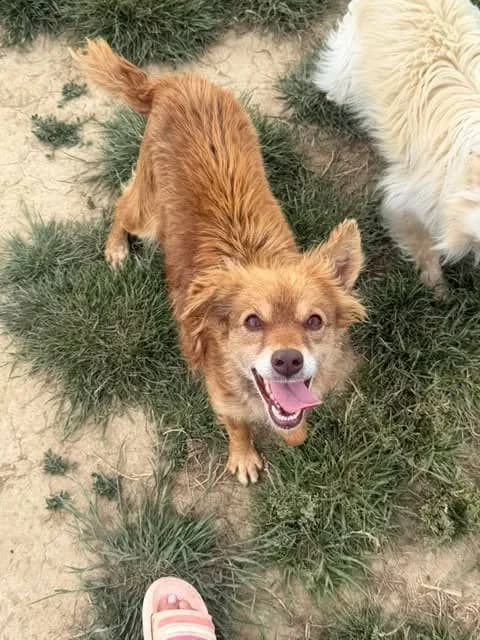 Mara, female 3yo Mixed Breed for adoption at Paws2Rescue