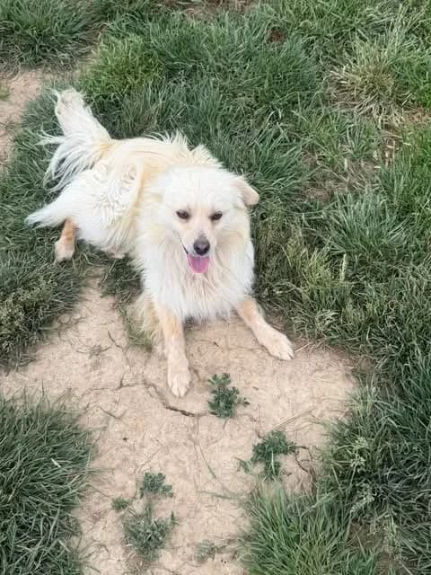 Mario, male 3yo Mixed Breed for adoption at Paws2Rescue