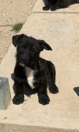 Wilf, male puppy Mixed Breed for adoption at Paws2Rescue