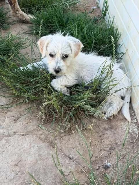 Mae, female puppy Mixed Breed for adoption at Paws2Rescue