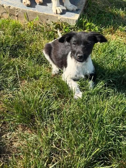 Barnie, male puppy Mixed Breed for adoption at Paws2Rescue