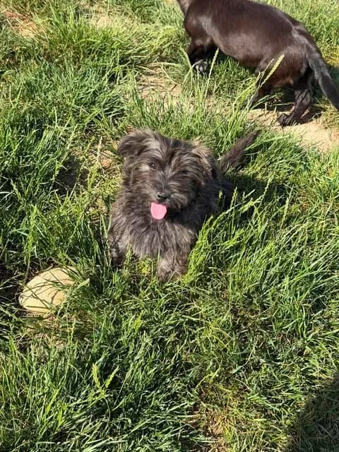 Denis, male puppy Mixed Breed for adoption at Paws2Rescue