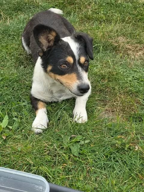 Della, female young Mixed Breed for adoption at Paws2Rescue
