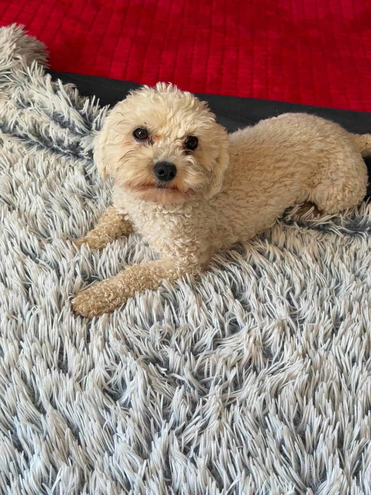 Maria, female 4yo Mixed Breed for adoption at Paws2Rescue