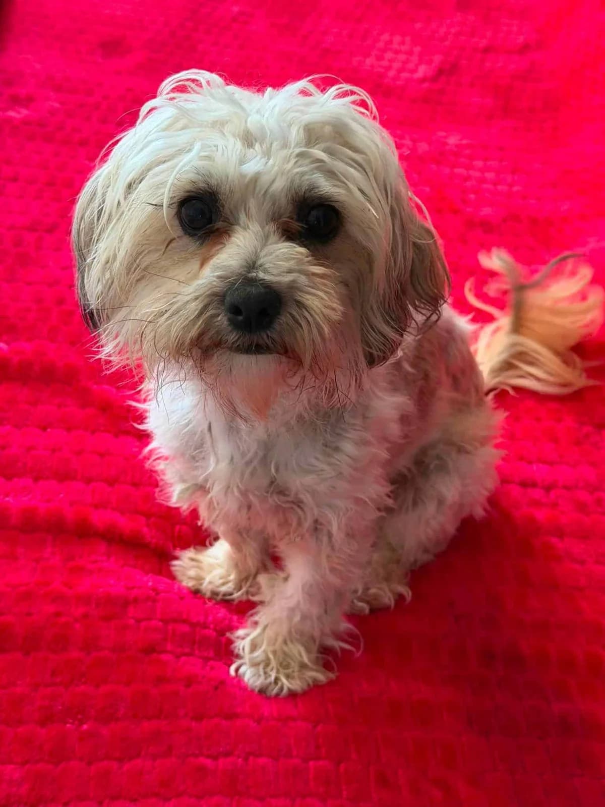 Bella, female young Mixed Breed for adoption at Paws2Rescue
