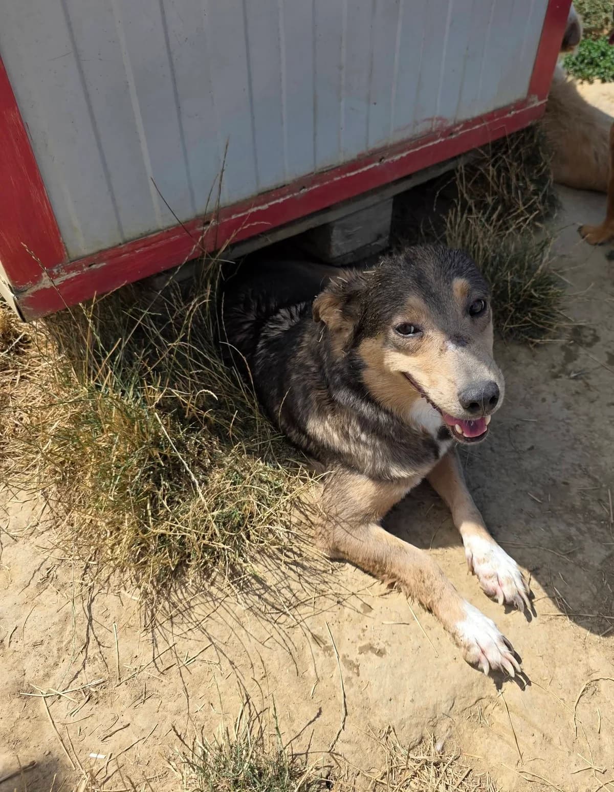 Cassie, female 5yo Mixed Breed for adoption at Paws2Rescue
