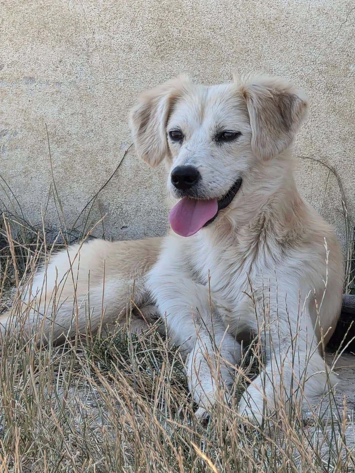 Deano, male young Mixed Breed for adoption at Paws2Rescue