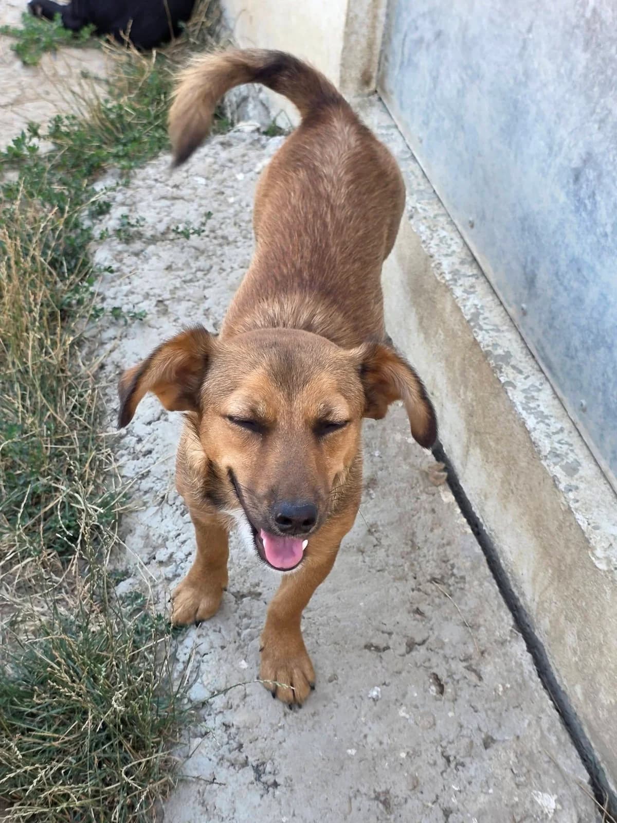 Jade, female young Mixed Breed for adoption at Paws2Rescue