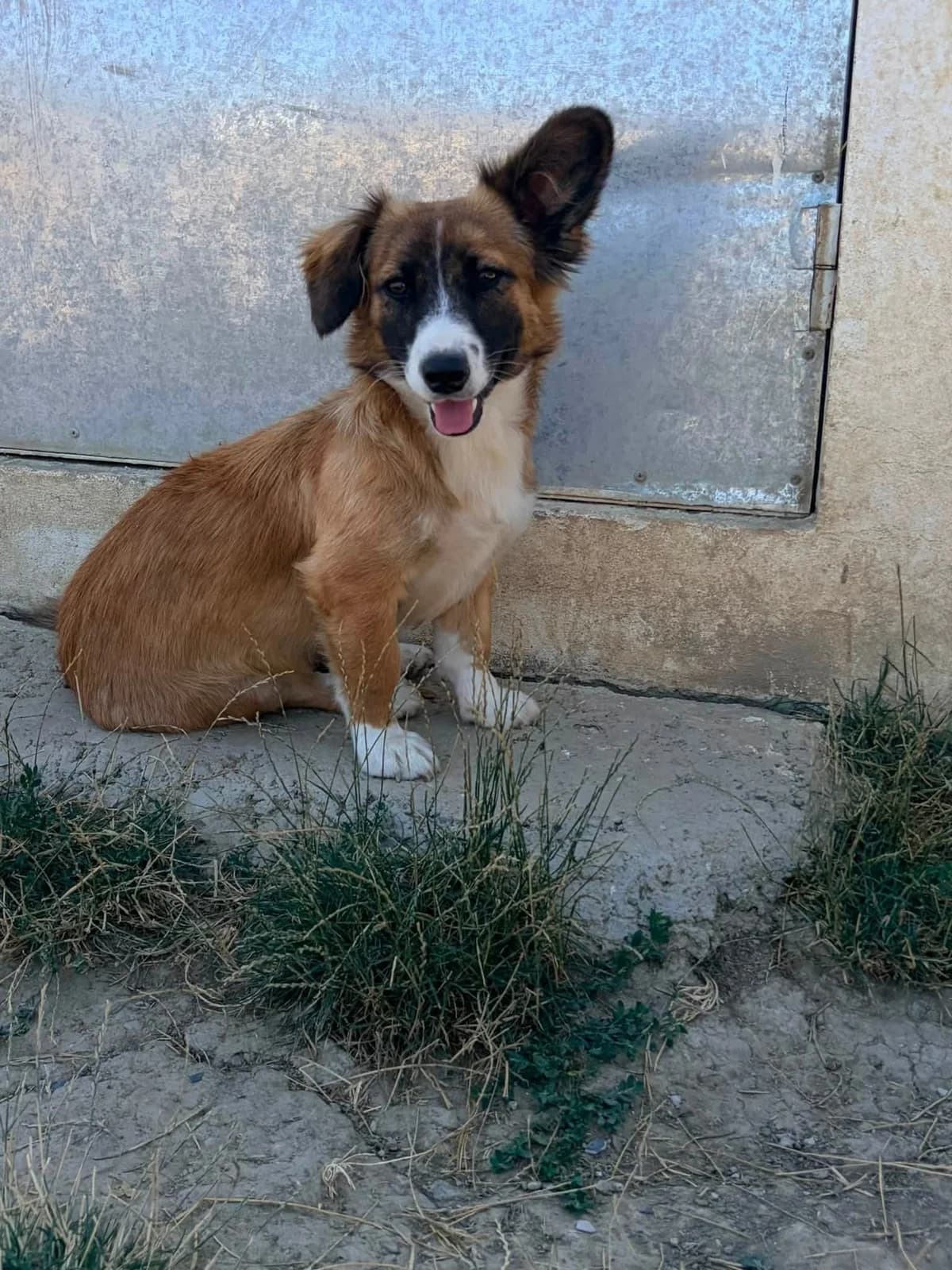 James, male young Mixed Breed for adoption at Paws2Rescue
