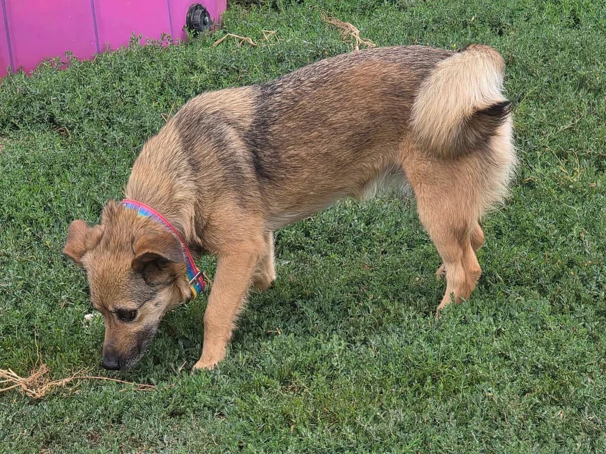 Peggy, female 6yo Mixed Breed for adoption at Paws2Rescue