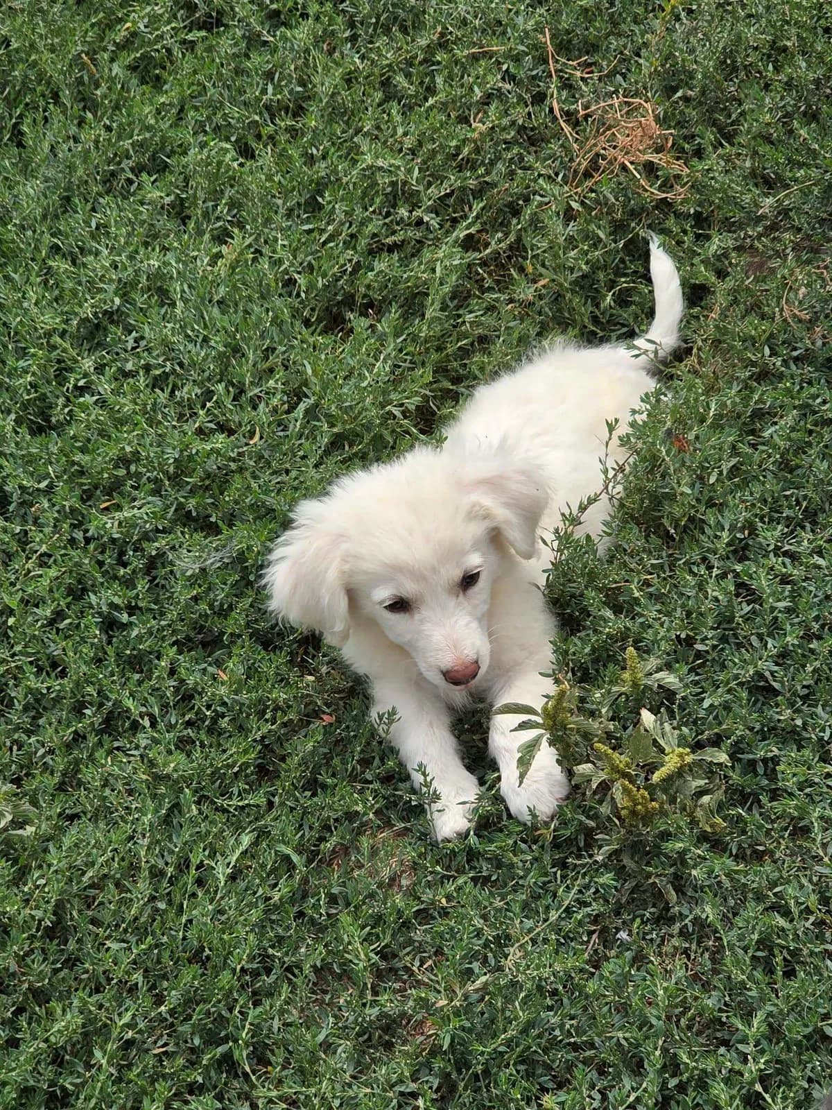 Reina, female puppy Mixed Breed for adoption at Paws2Rescue
