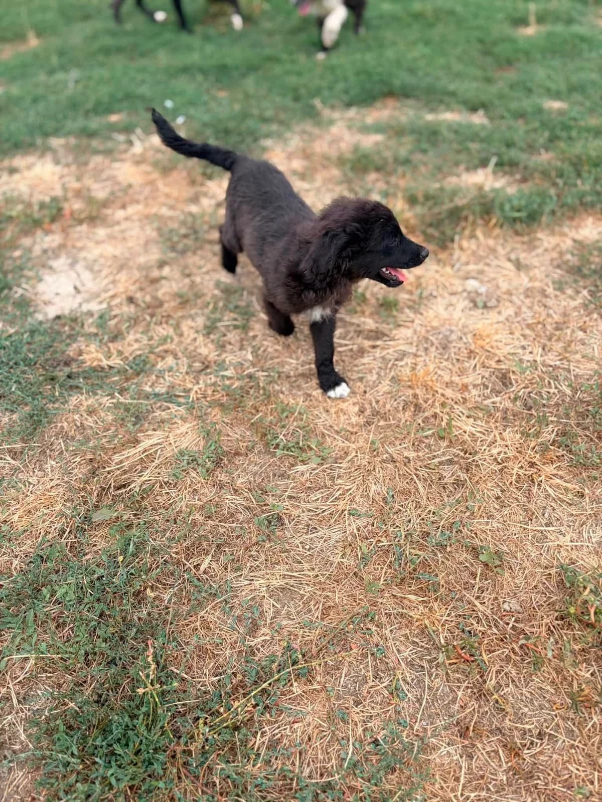 Rosie, female puppy Mixed Breed for adoption at Paws2Rescue