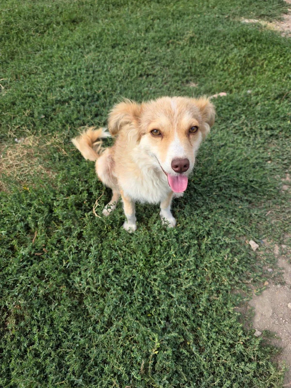 Skye, female 3yo Mixed Breed for adoption at Paws2Rescue