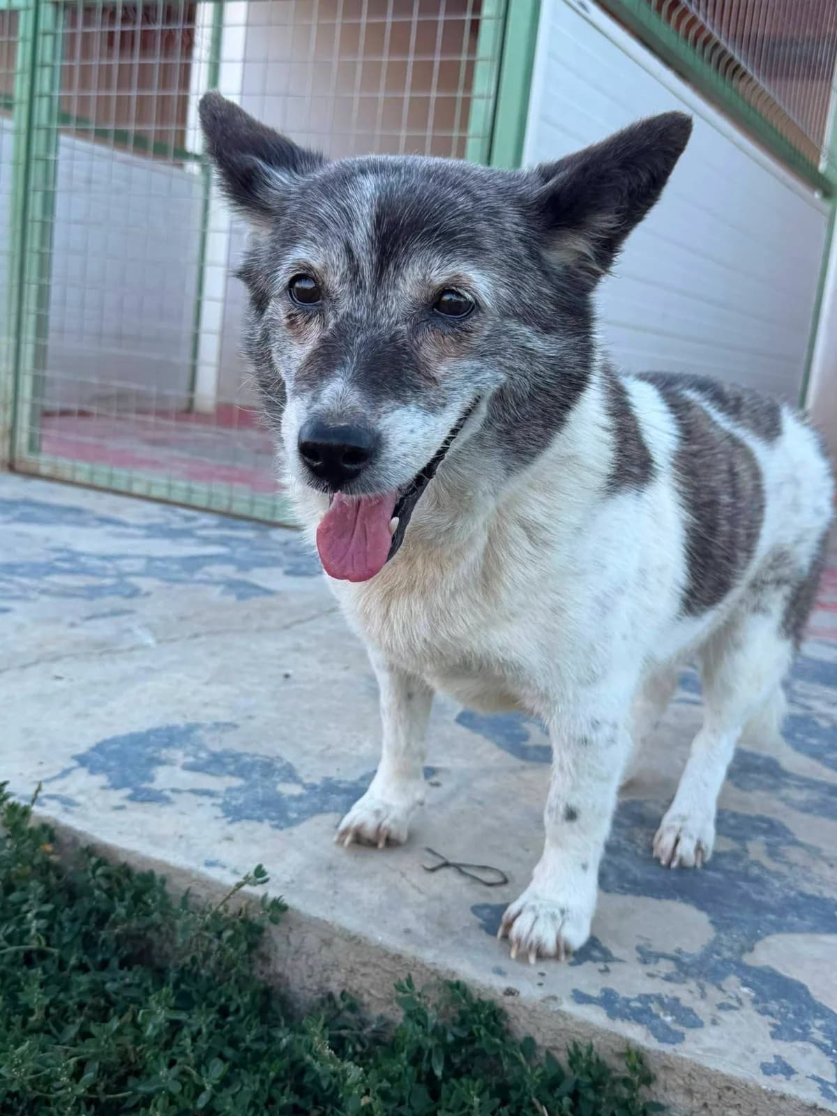 Dottie, female senior Mixed Breed for adoption at Paws2Rescue