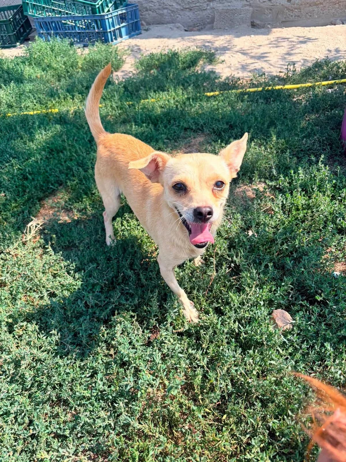 Chillie, female 5yo Mixed Breed for adoption at Paws2Rescue