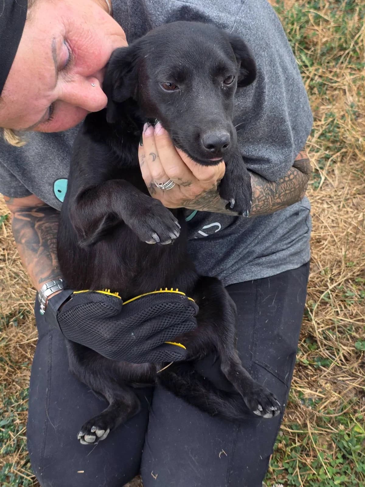 Harvey, male young Mixed Breed for adoption at Paws2Rescue