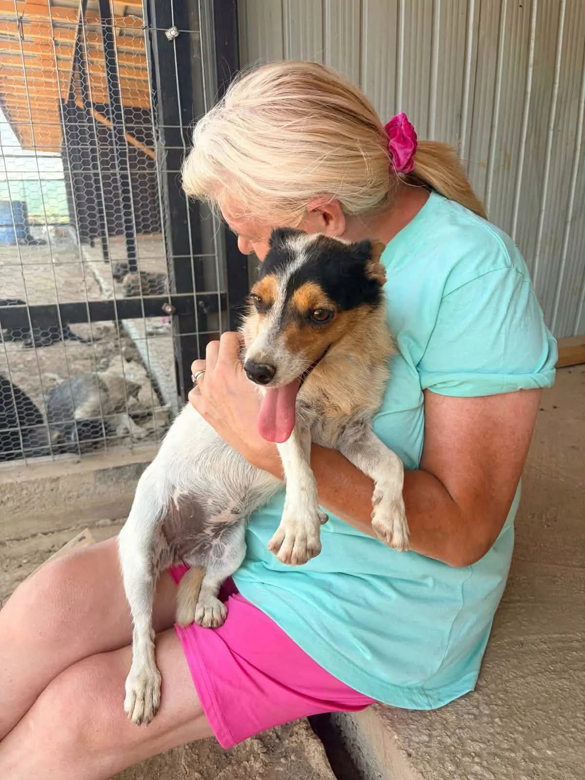 Ana, female 3yo Mixed Breed for adoption at Paws2Rescue