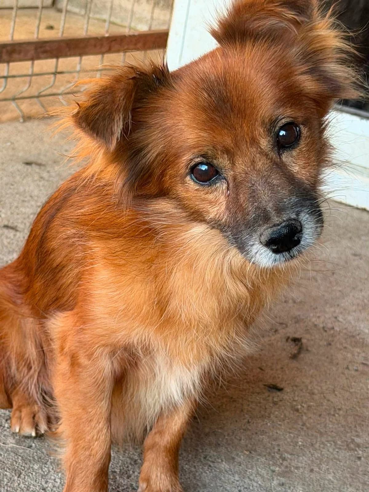 Maronica, male senior Mixed Breed for adoption at Paws2Rescue